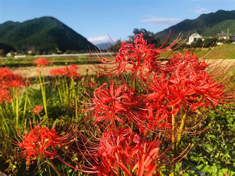 彼岸花 開花|[2024] 介紹絕美彼岸花7大景點及最佳觀賞季節